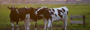 Weinig aandacht voor rechtsbescherming melkveehouders